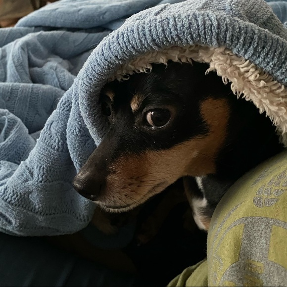 Pet Friendly Home πΆπ± - Picture 5 of 16